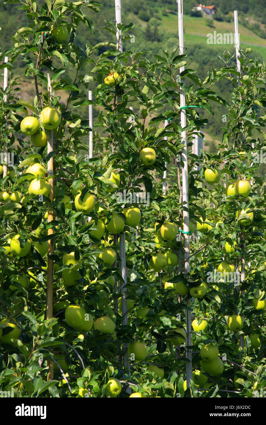 Apple sulla struttura ad albero - Apple su albero 144 Foto Stock