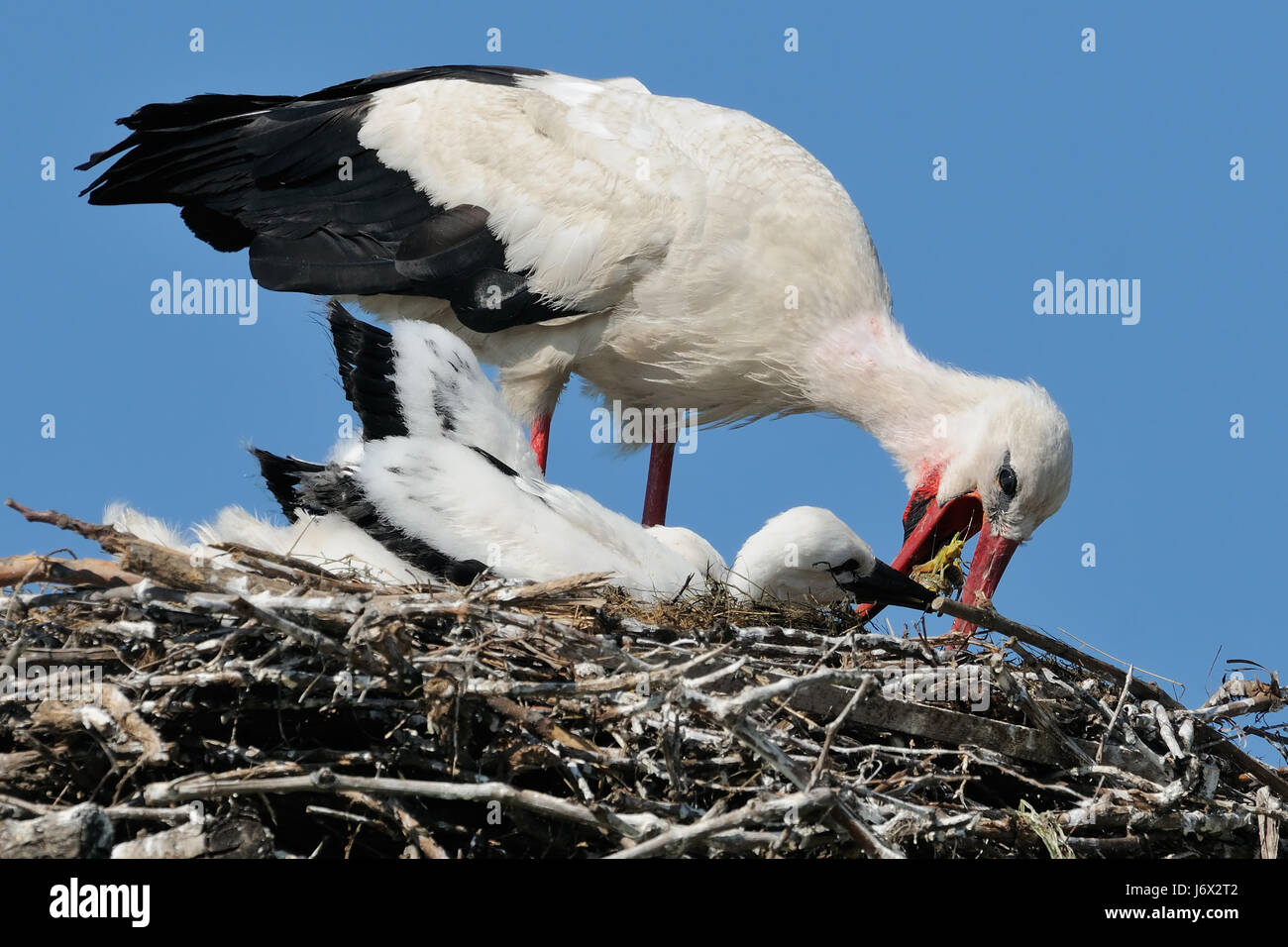 il cibo è ottimo Foto Stock