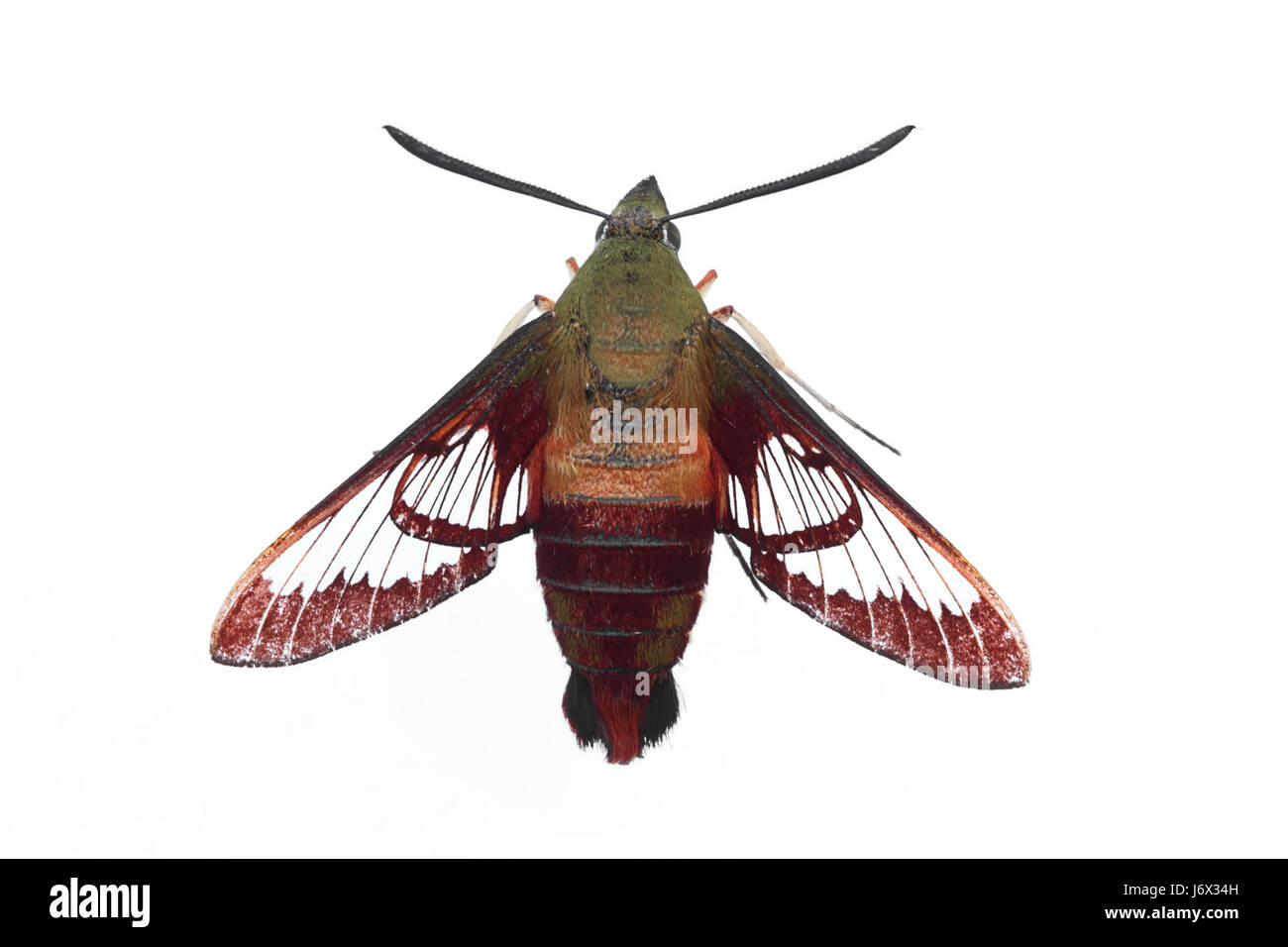 Isolato butterfly wildlife moth hummingbird sphinx natura macro close-up macro Foto Stock