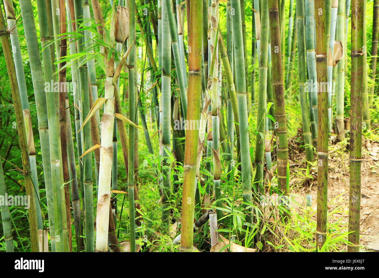 Giungla verde e aste di bambù di canna di bambù rainforest rain forest