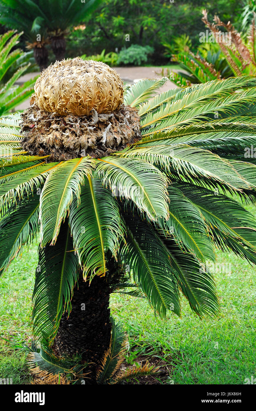 Giardino palm sago beauteously bella bella foglia colore dettaglio alberi ad albero Foto Stock