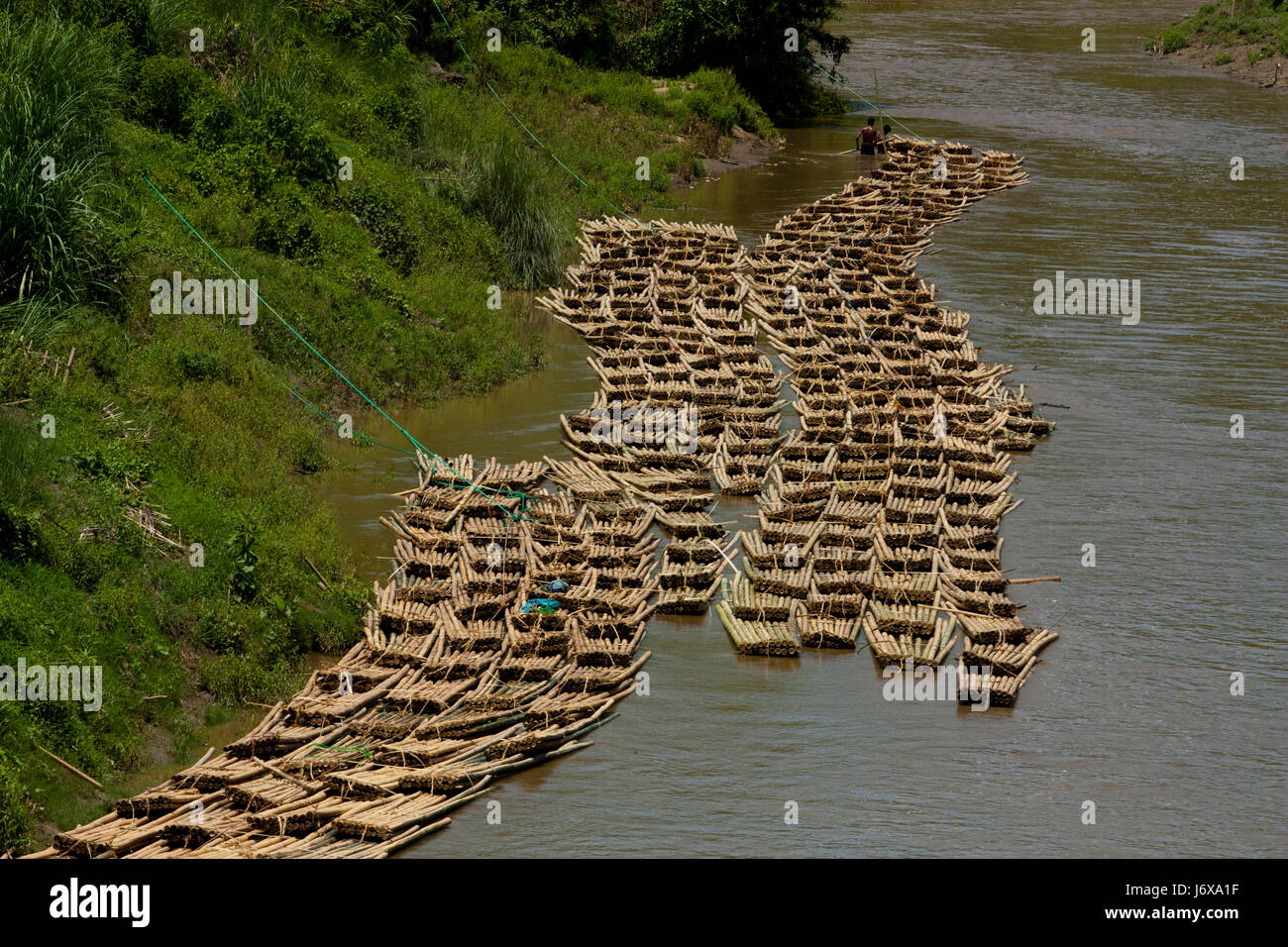 Bambù sono legate insieme come le zattere sono flottanti in allontanamento al mercato con la corrente del fiume Kachalang. Rangamati, Bangladesh. Foto Stock