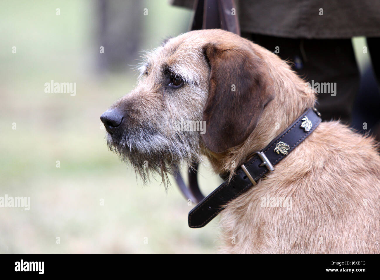 Grossolana della Stiria con capelli hound Foto Stock