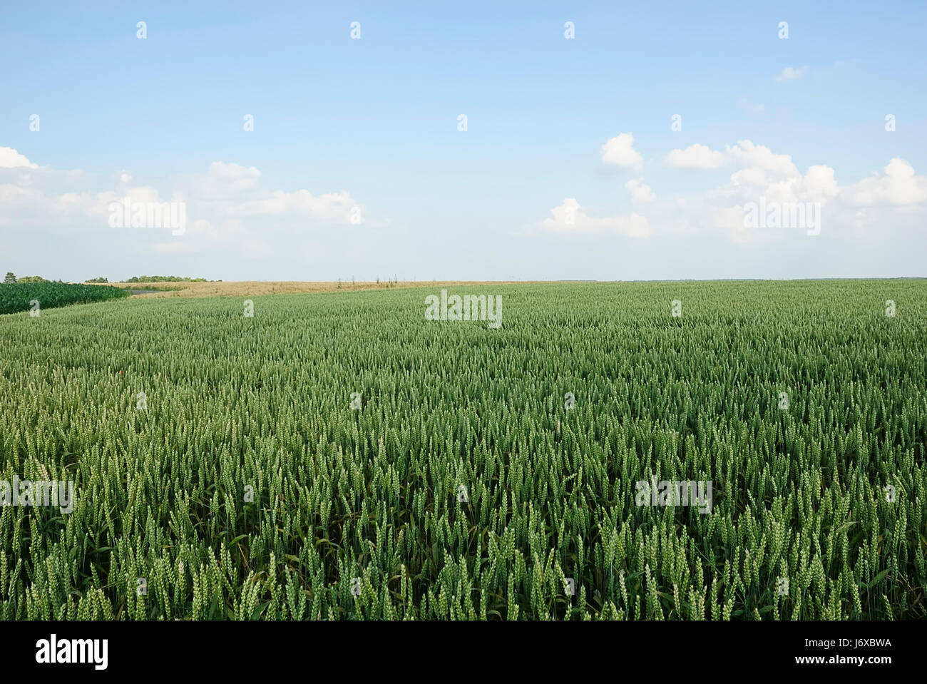 larghezza di grano 3 Foto Stock