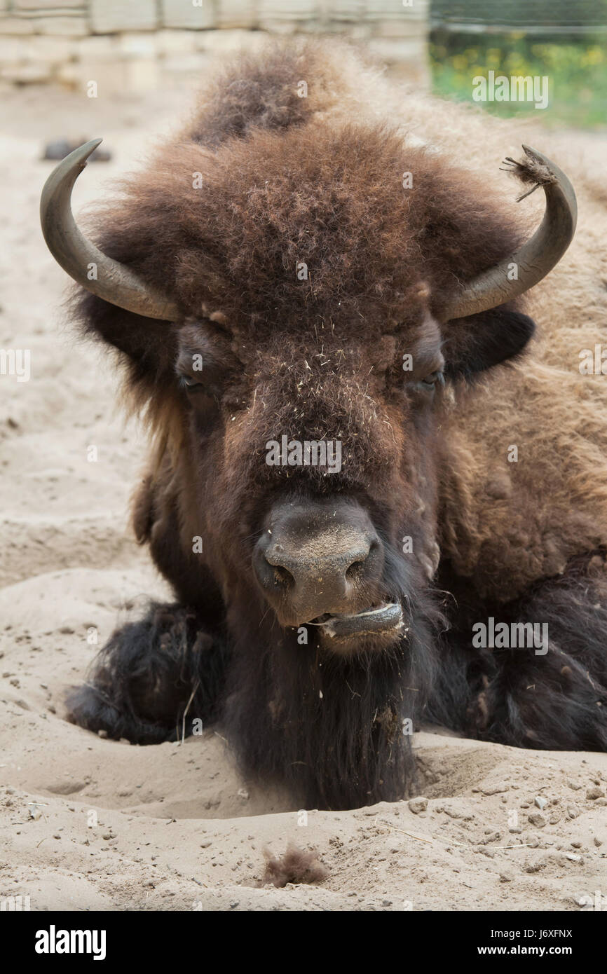 I bisonti americani (Bison bison), noto anche come il bufalo americano. Foto Stock