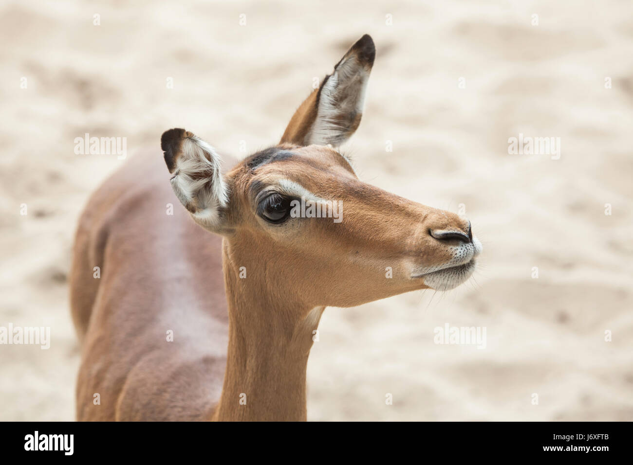 Impala (Aepyceros melampus). La fauna animale. Foto Stock