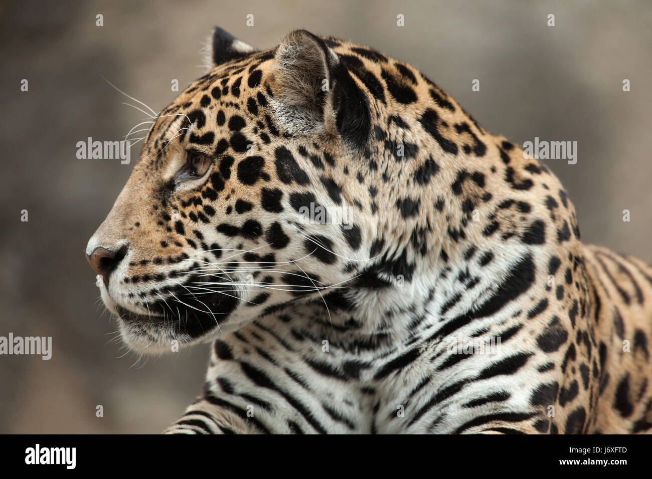 Jaguar (Panthera onca). La fauna animale. Foto Stock