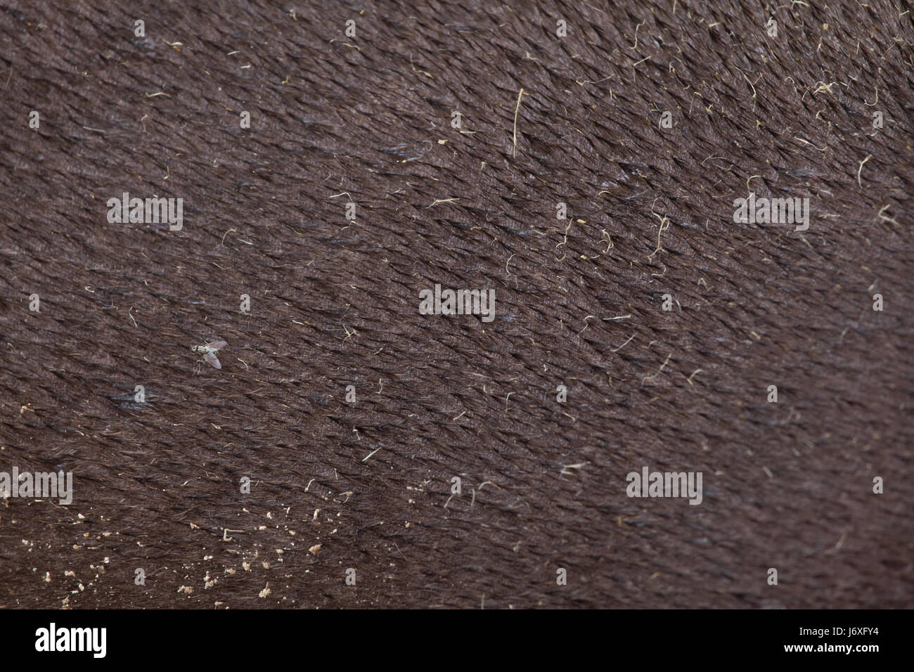 Sud Americana il tapiro (Tapirus terrestris), noto anche come il brasiliano tapiro. La texture della pelle. Foto Stock