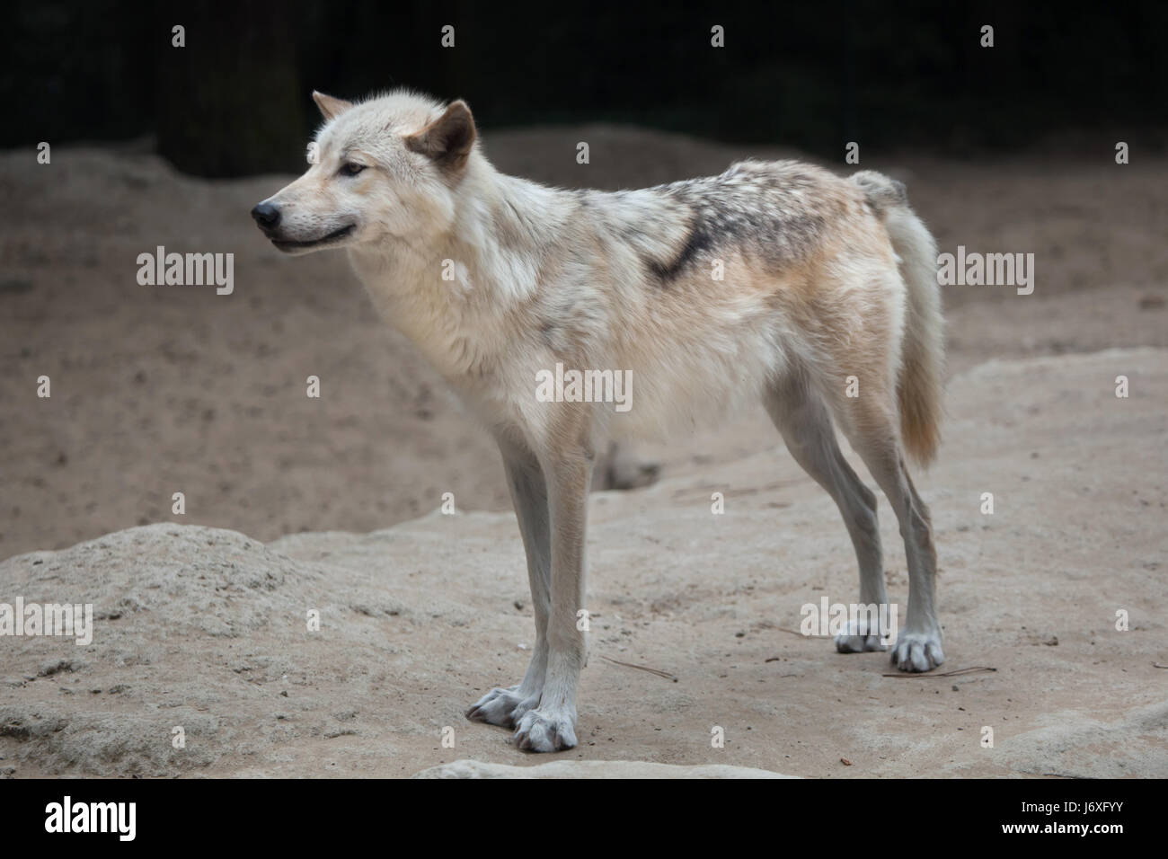 Northwestern lupo (Canis lupus occidentalis), noto anche come la Valle di Mackenzie Wolf. Foto Stock
