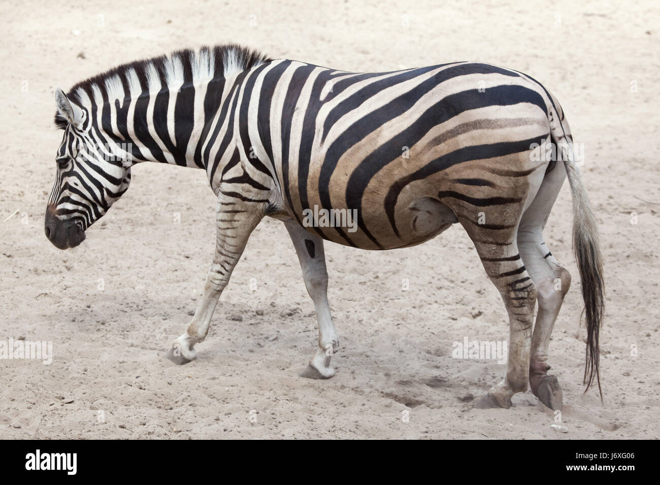 Chapman's zebra (Equus quagga chapmani). Foto Stock