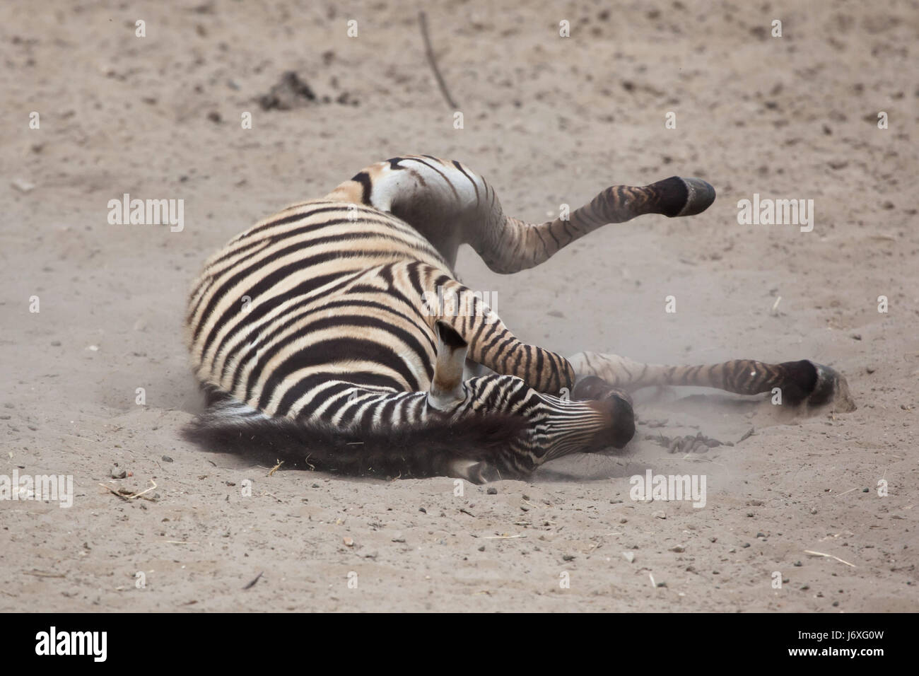Chapman's zebra (Equus quagga chapmani) laminazione nella polvere. Foto Stock