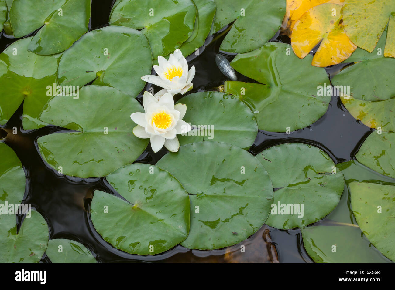 Star lotus (Nymphaea nouchali), noto anche come il bianco giglio d'acqua. Foto Stock