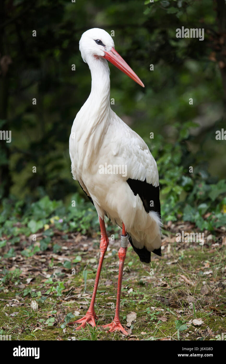 Cicogna bianca (Ciconia ciconia). La fauna animale. Foto Stock