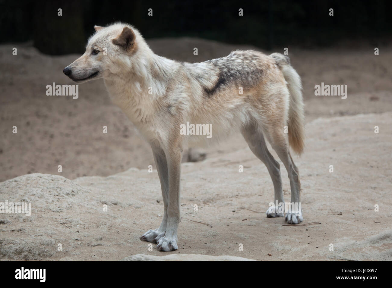 Northwestern lupo (Canis lupus occidentalis), noto anche come la Valle di Mackenzie Wolf. Foto Stock