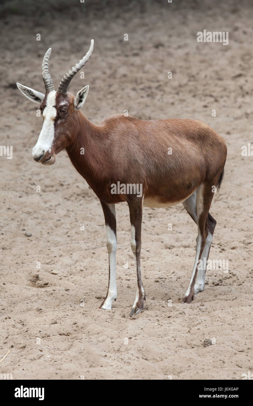 Blesbock (Damaliscus pygargus phillipsi). La fauna animale. Foto Stock