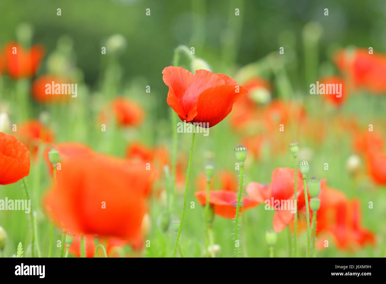 Papaveri Foto Stock