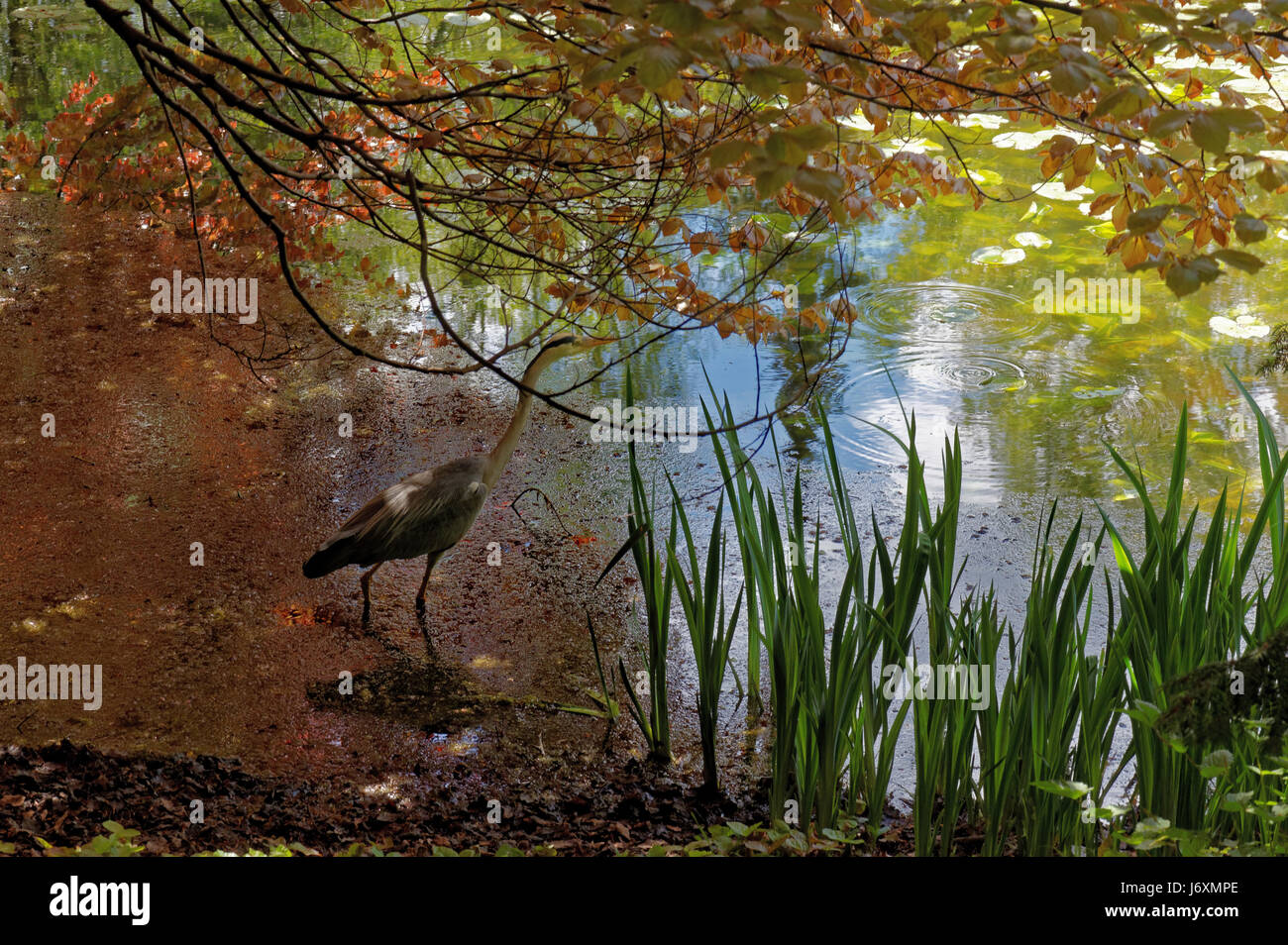 L'airone cinerino (Ardea cinerea) è una lunga zampe predatori di trampolieri della famiglia di airone, Ardeidi nativo temperate in tutta Europa e Asia e una Foto Stock