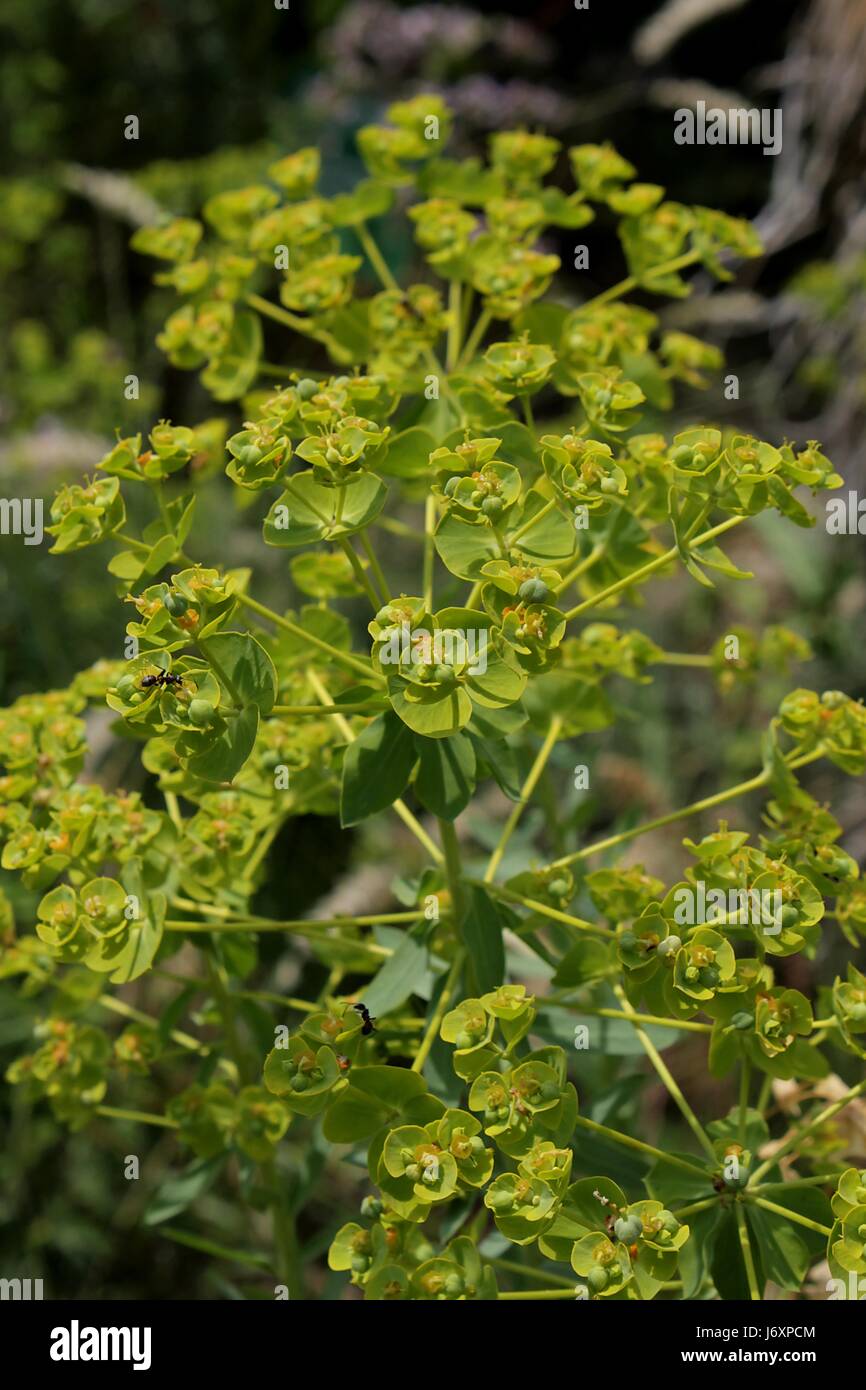 Di euforbia euphorbia Foto Stock