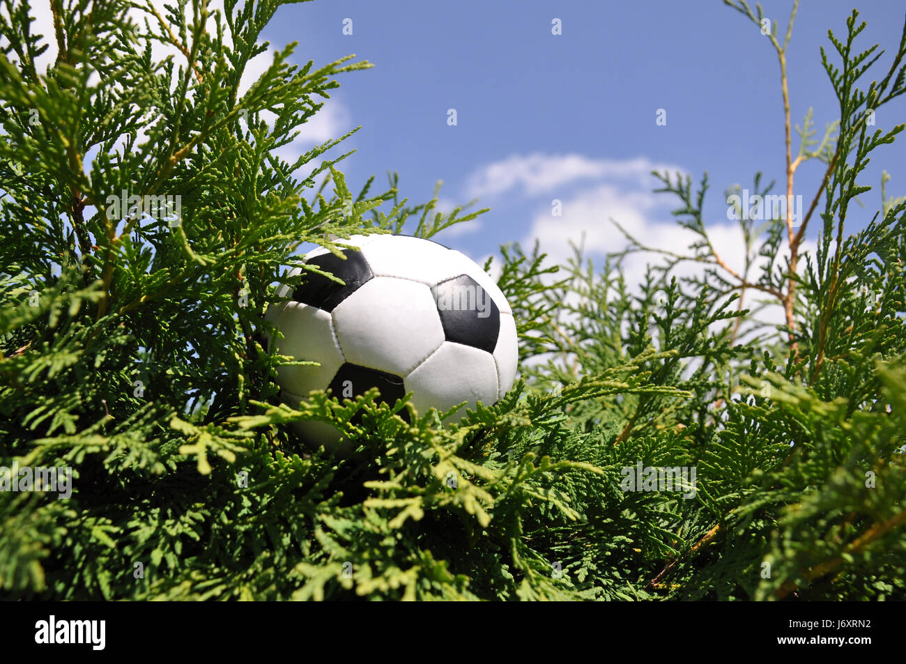 Giardino siepe a sfera giardini oltre a male miss sport sport giardino sfera sfera sport Foto Stock