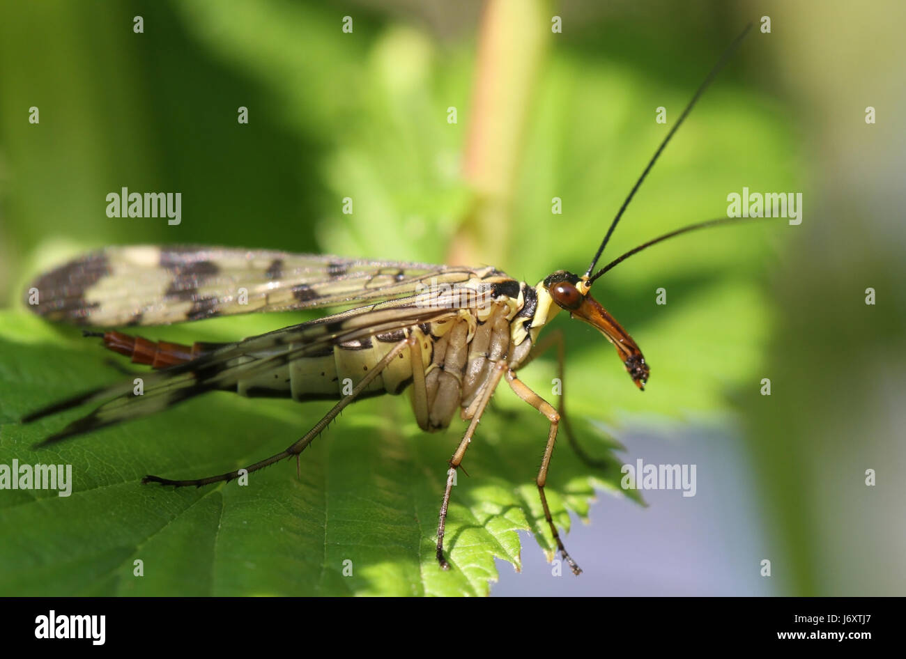 Mosche femmina insetti insetto volare scorpione maschio pungiglione maschile skorpionsfliegen Foto Stock