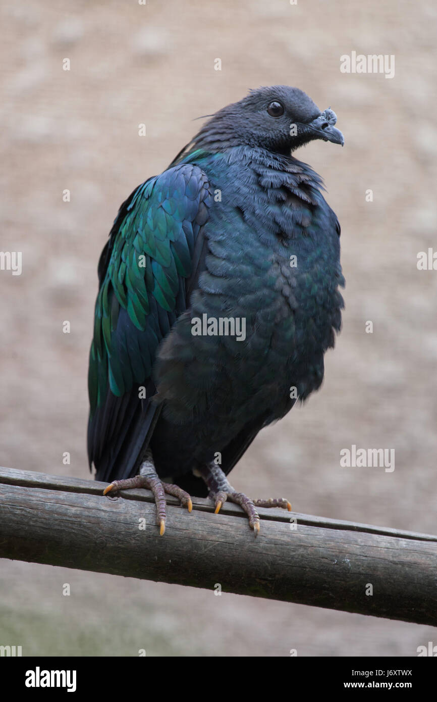 Nicobare piccione (Caloenas nicobarica). La fauna animale. Foto Stock