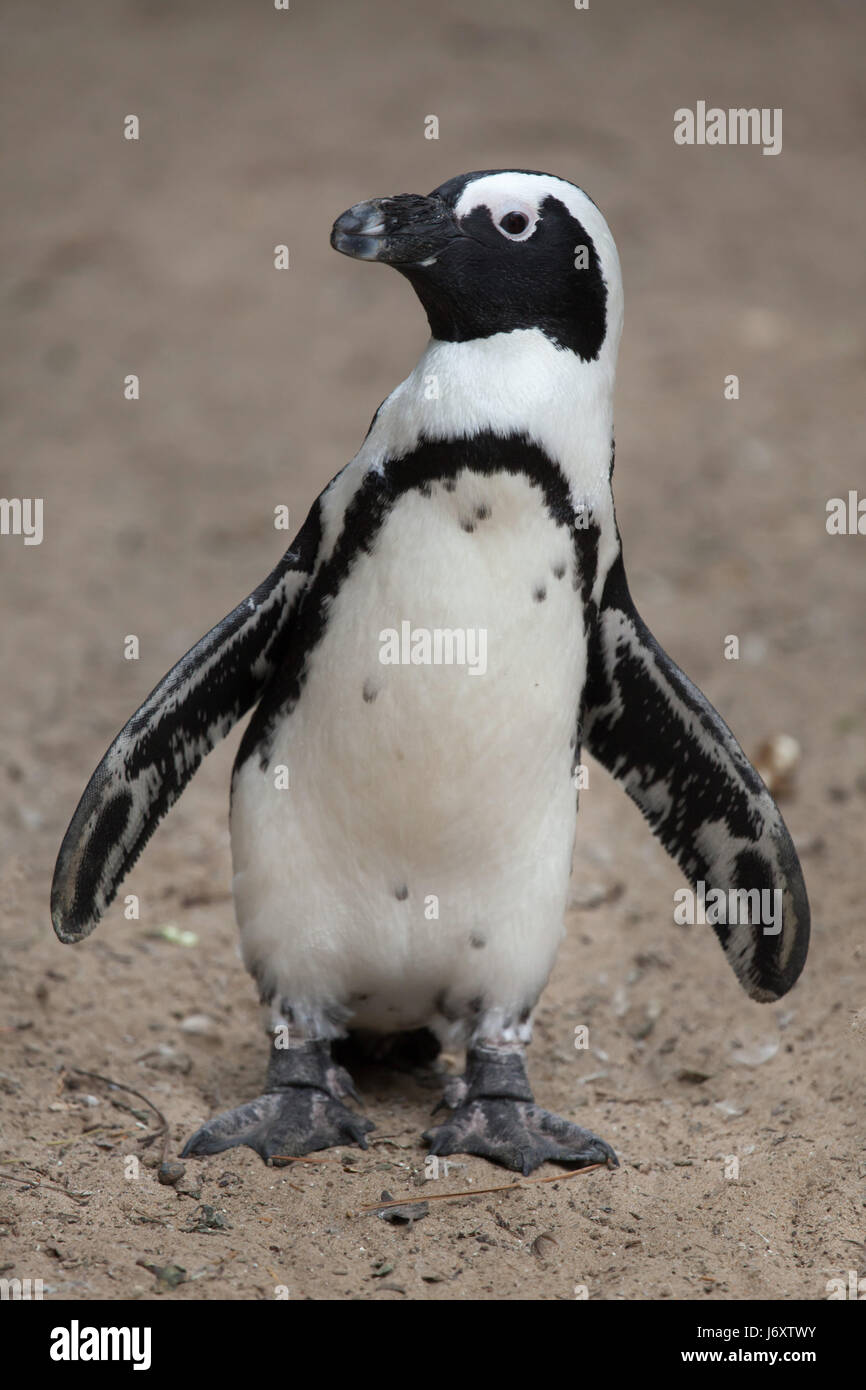 Pinguino africano (Spheniscus demersus), noto anche come il jackass penguin o nero-footed pinguino. Foto Stock