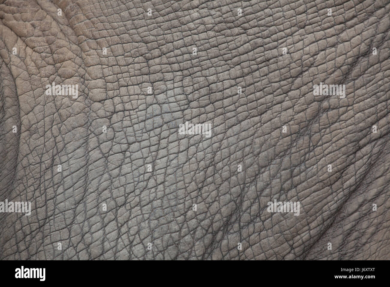 Rinoceronte bianco del sud (Ceratotherium simum simum). La texture della pelle. Foto Stock