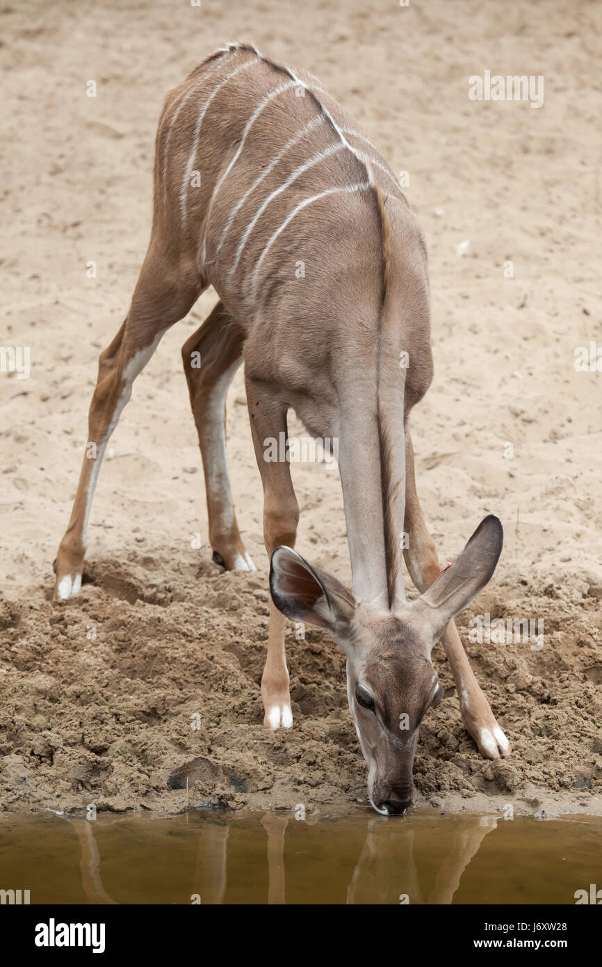 Kudu maggiore (Tragelaphus strepsiceros). La fauna animale. Foto Stock