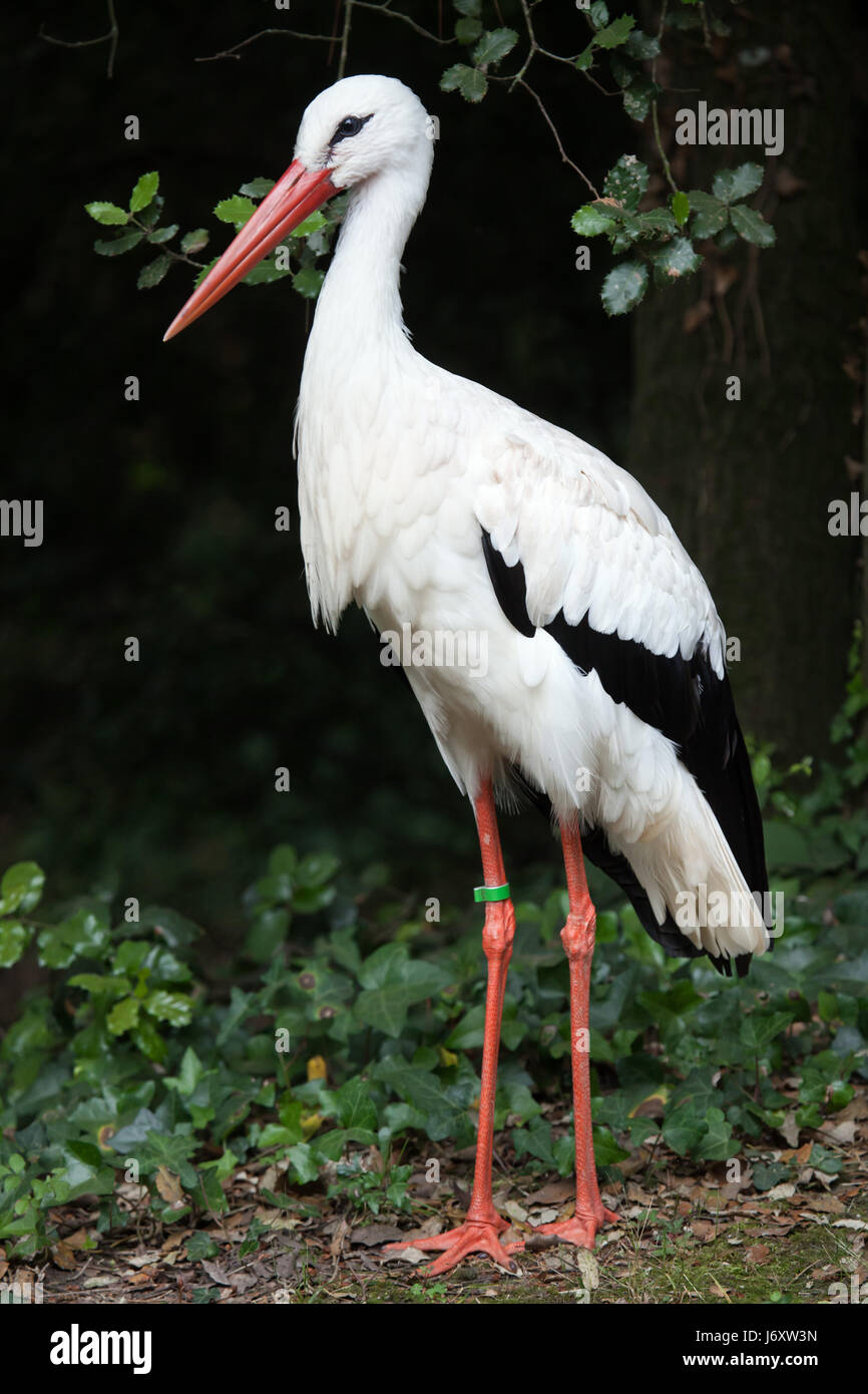 Cicogna bianca (Ciconia ciconia). La fauna animale. Foto Stock