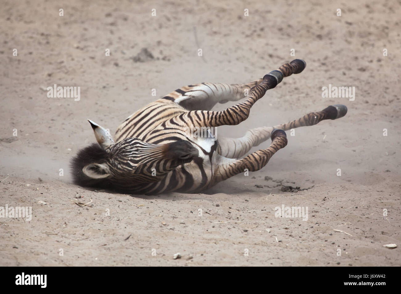 Chapman's zebra (Equus quagga chapmani) laminazione nella polvere. Foto Stock