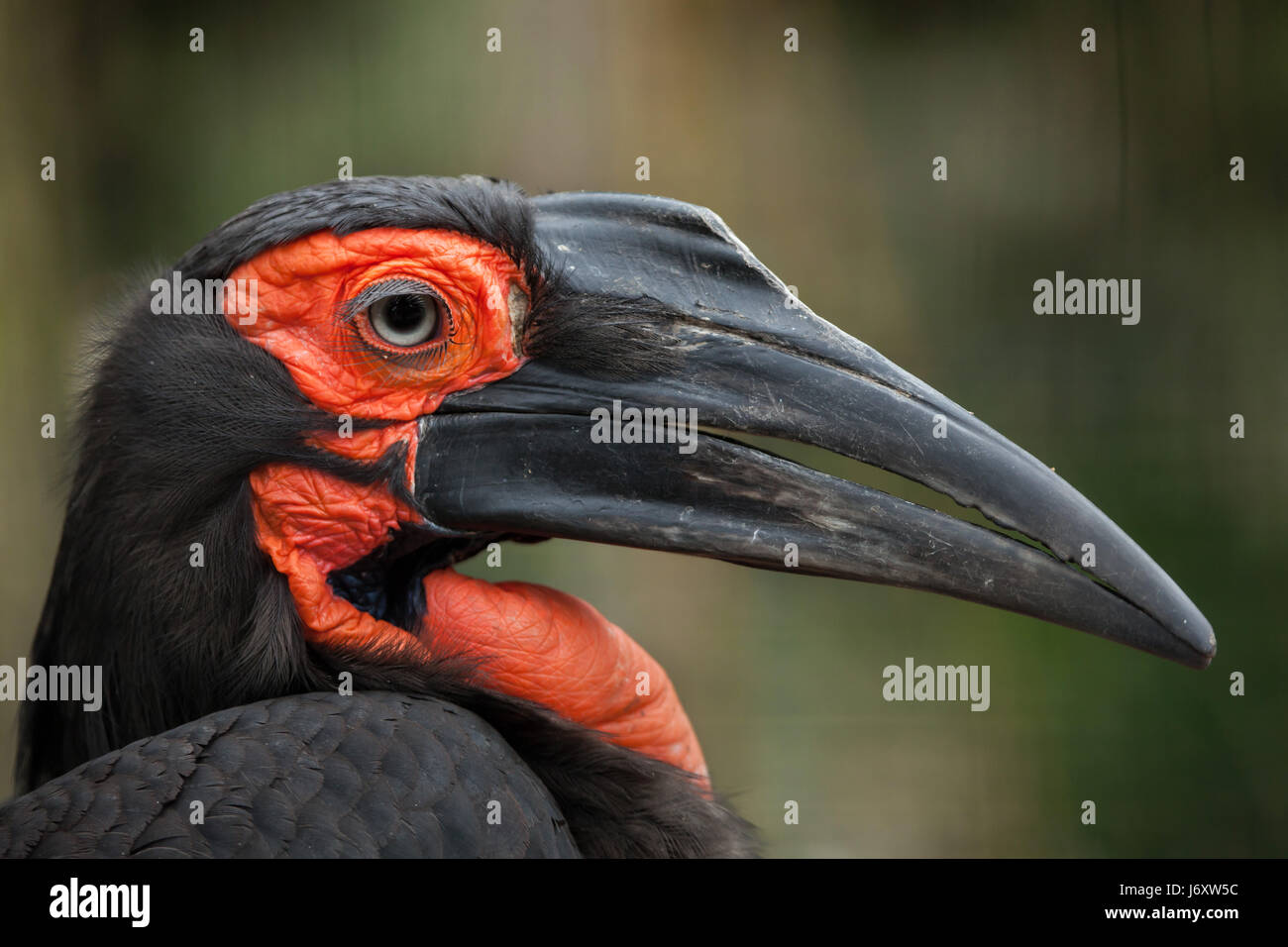 Massa meridionale hornbill (Bucorvus leadbeateri). Foto Stock