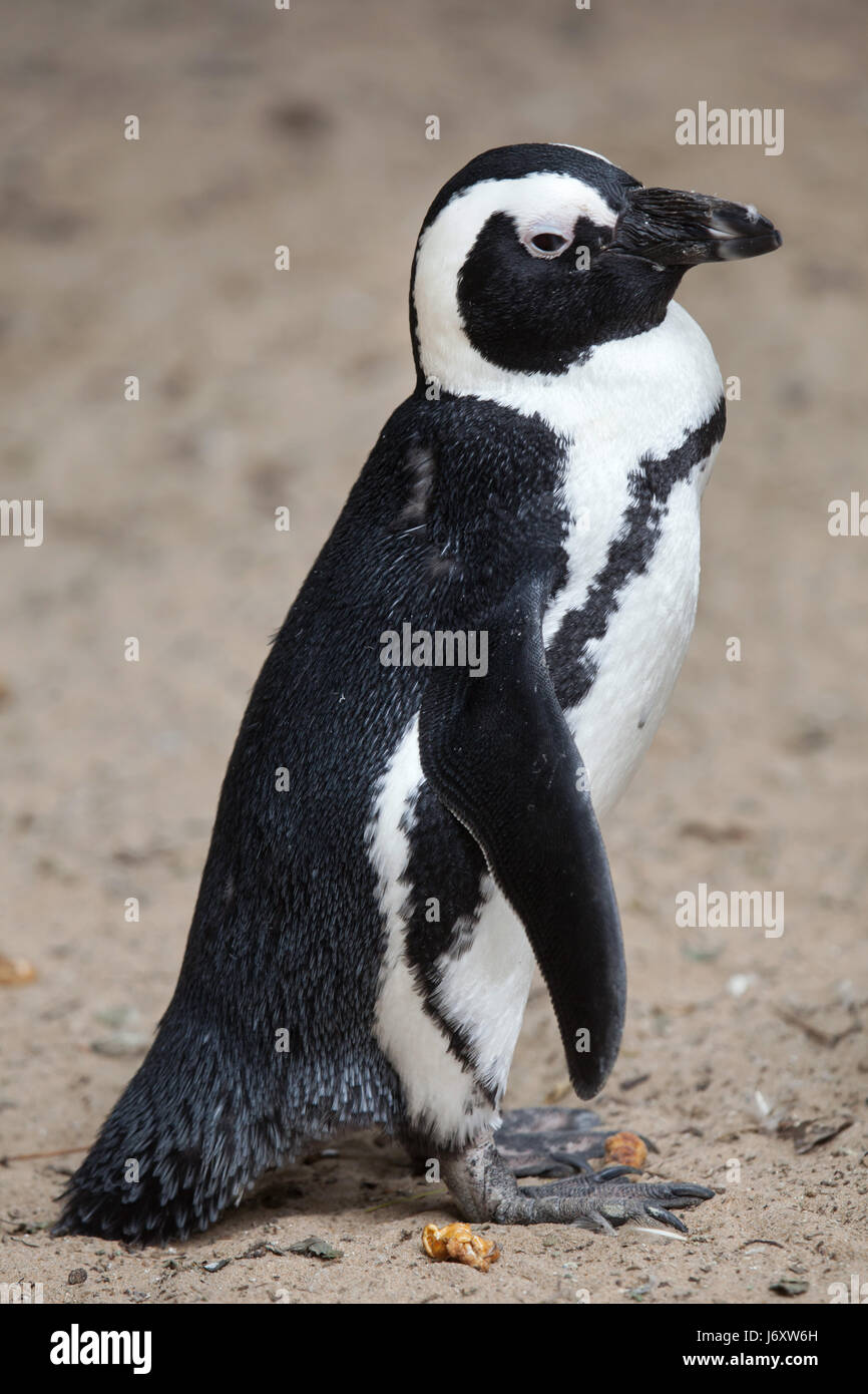 Pinguino africano (Spheniscus demersus), noto anche come il jackass penguin o nero-footed pinguino. Foto Stock