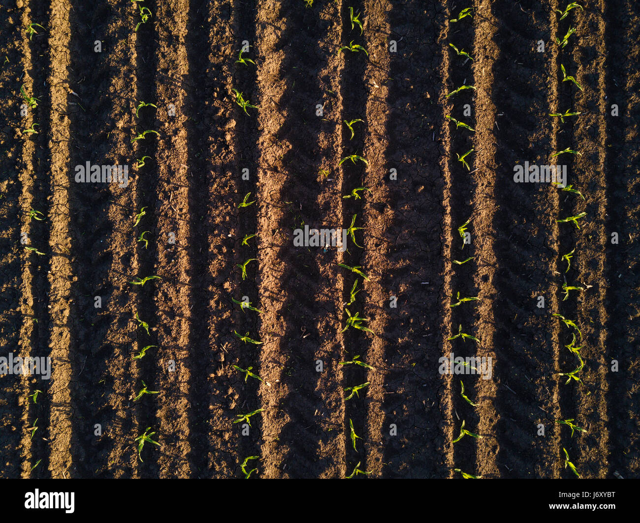 Vista aerea del mais coltivato solchi, le colture di mais nel campo, drone pov Foto Stock