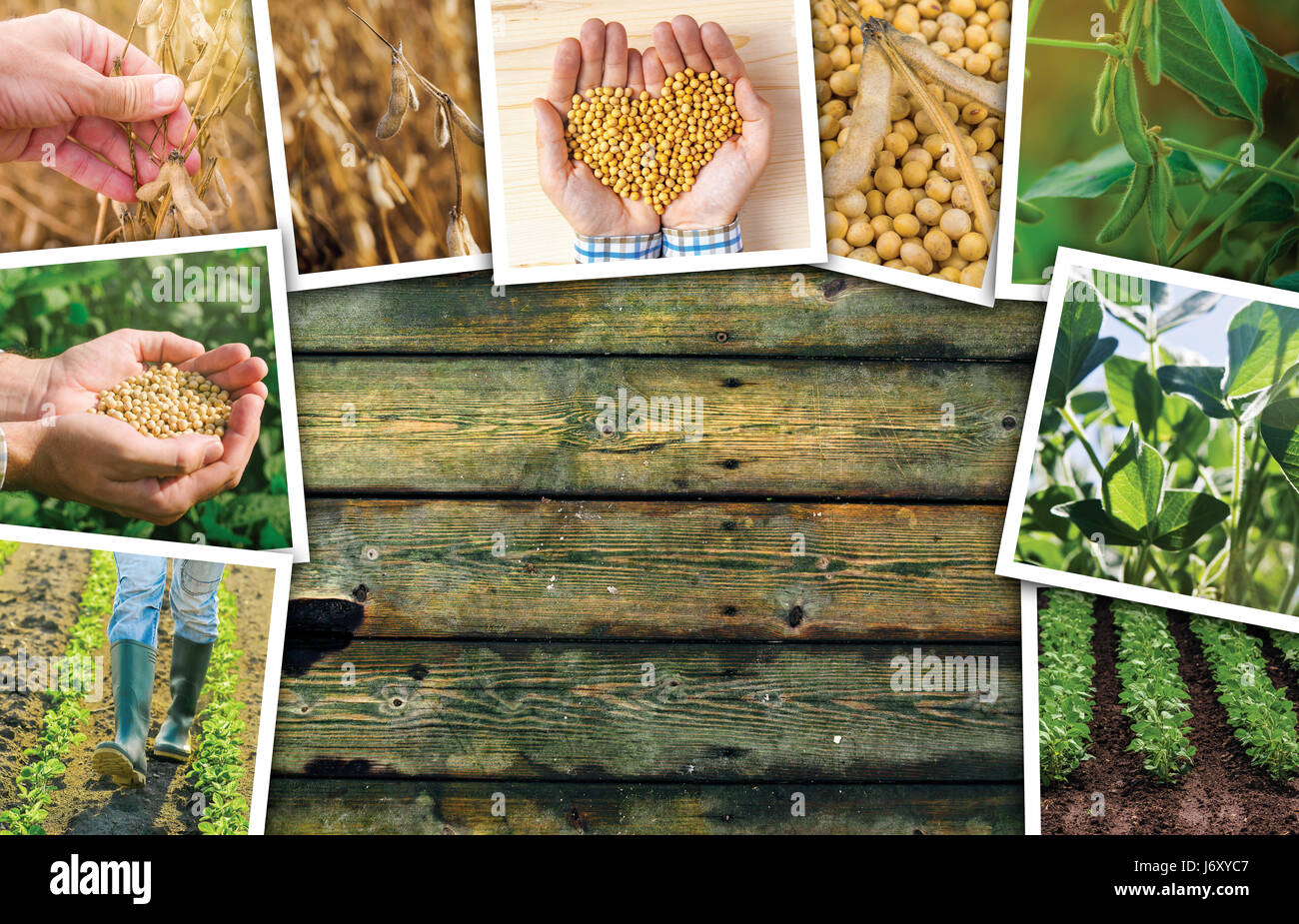 Coltivazione di semi di soia in agricoltura photo collage su sfondo di legno come spazio di copia Foto Stock