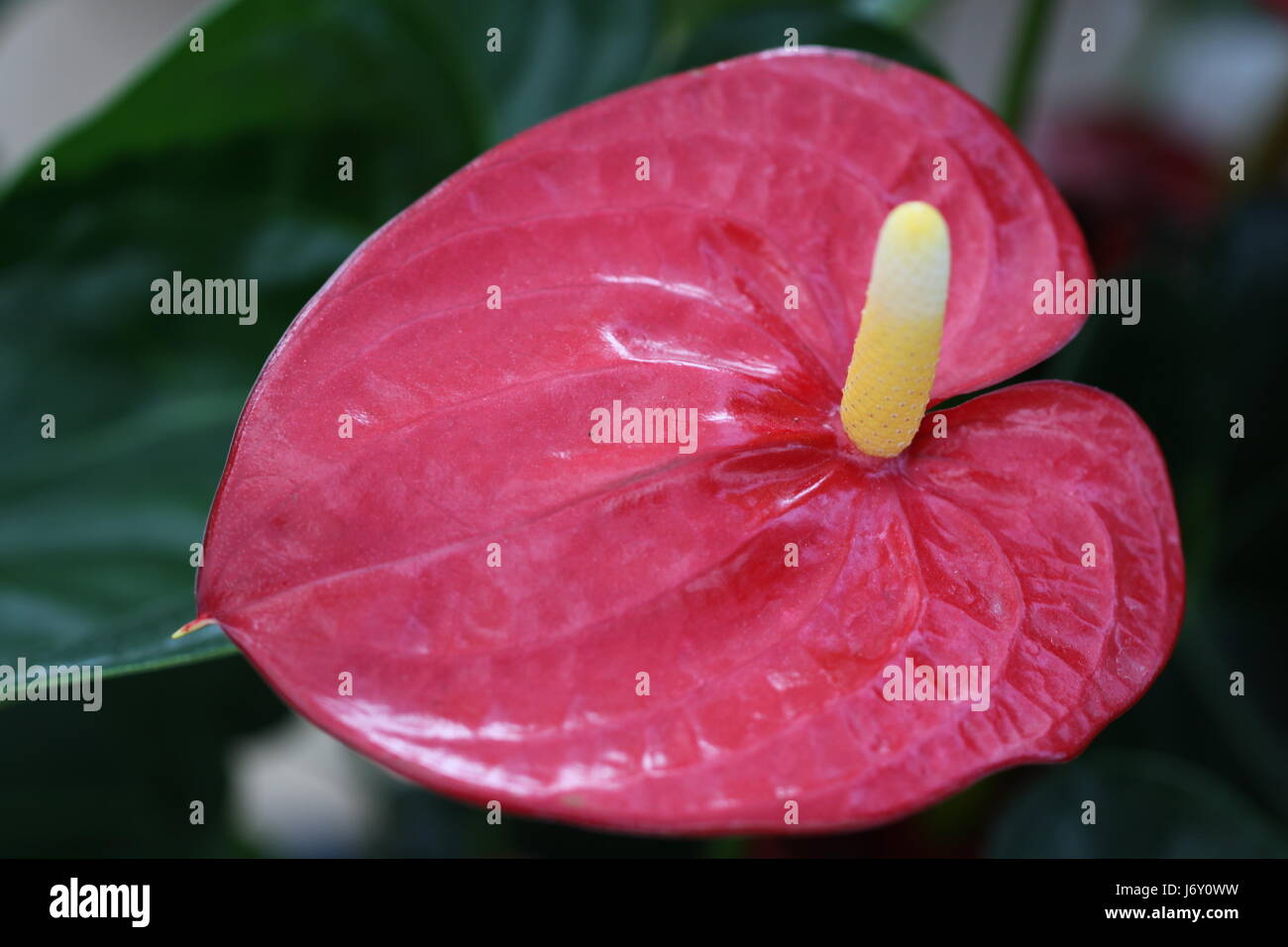 fiore di fenicottero Foto Stock