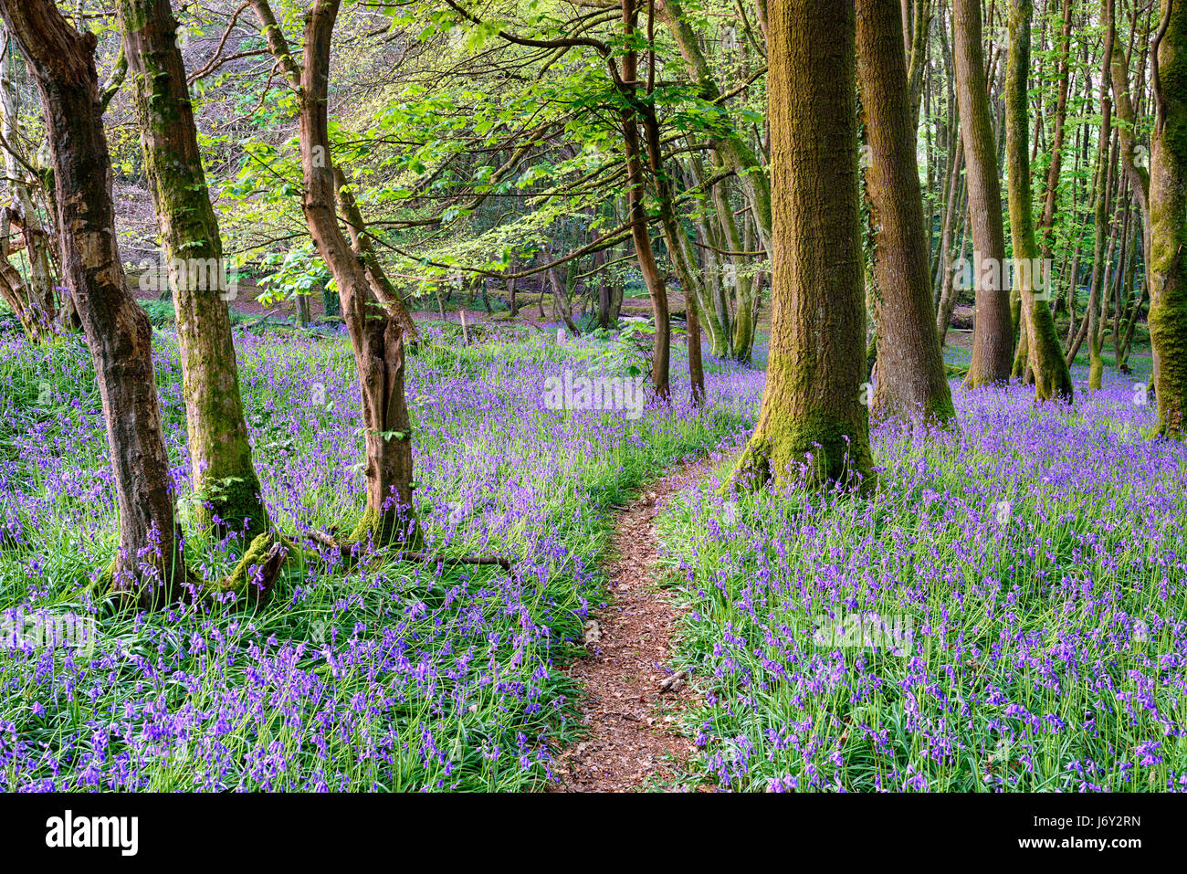 Bella bluebell boschi nel Cornish campagna vicino a Camborne Foto Stock