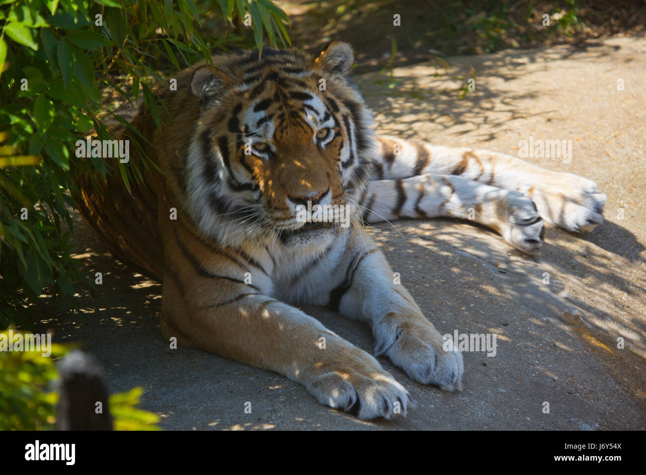A Samur tiger riposa all'ombra di un bambù Foto Stock