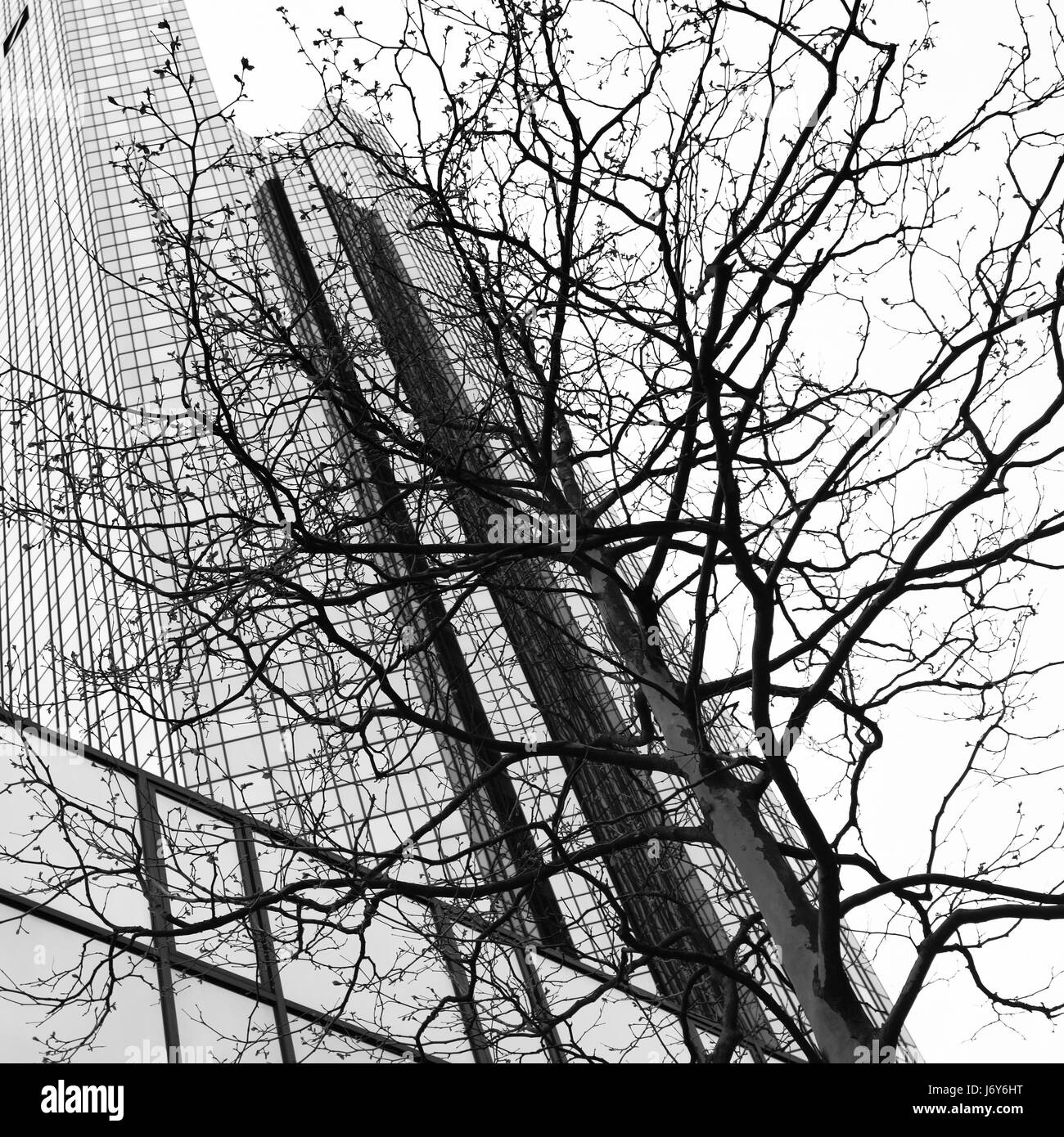 Grattacielo e tree - ambiente urbano concetto. Immagine in bianco e nero Foto Stock
