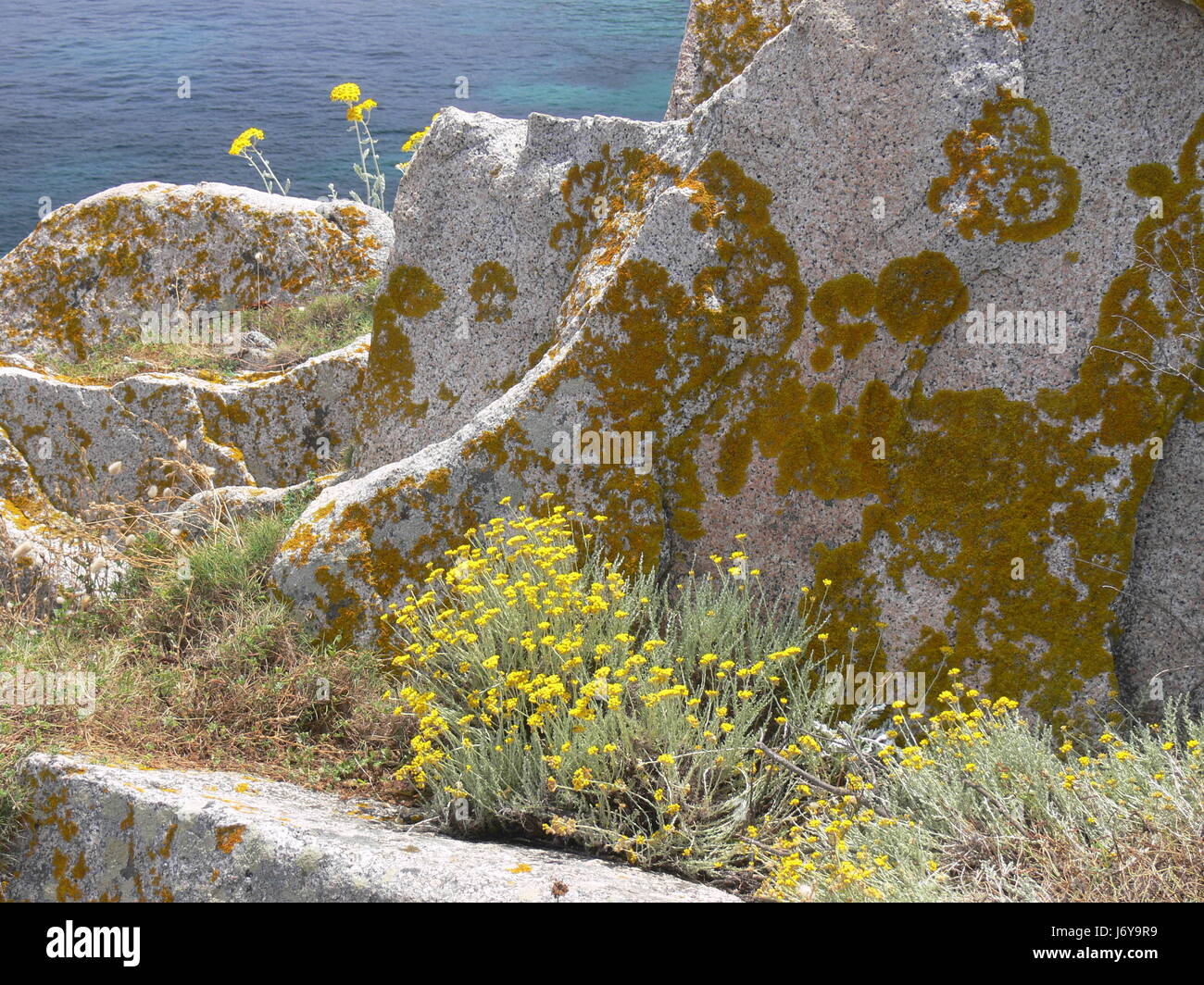 I licheni su una roccia Foto Stock