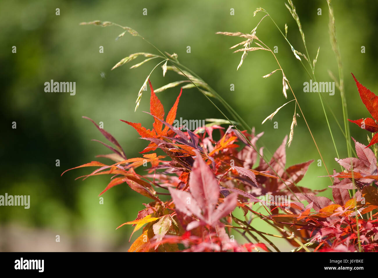 Monumento tree montagne alpi austria shine brilla luminosa luce della Lucent Technologies sereno Foto Stock