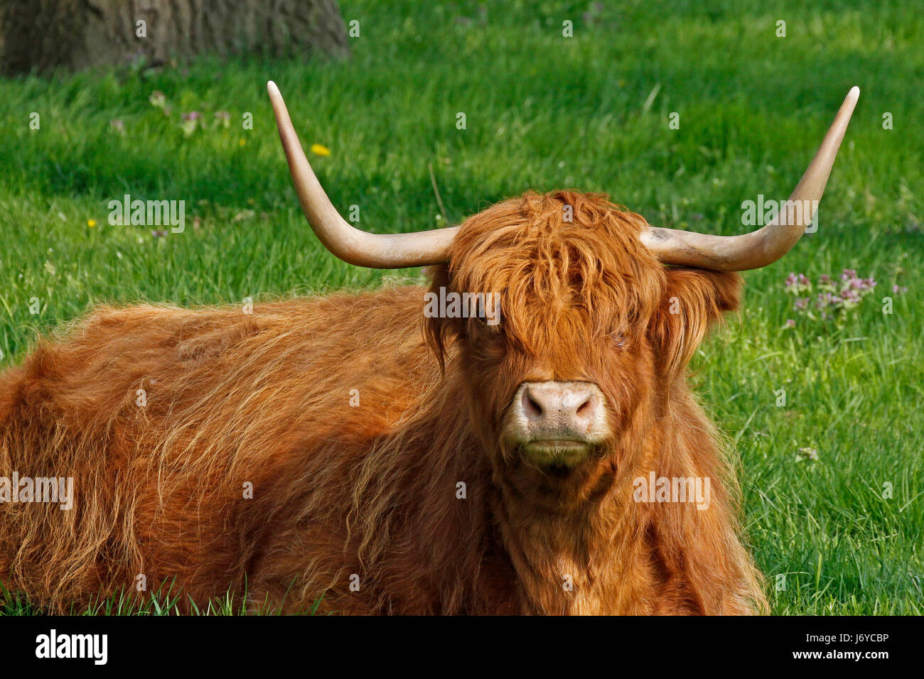 Bruno marrone brunette corno bovino bruno marrone brunette animali Foto Stock