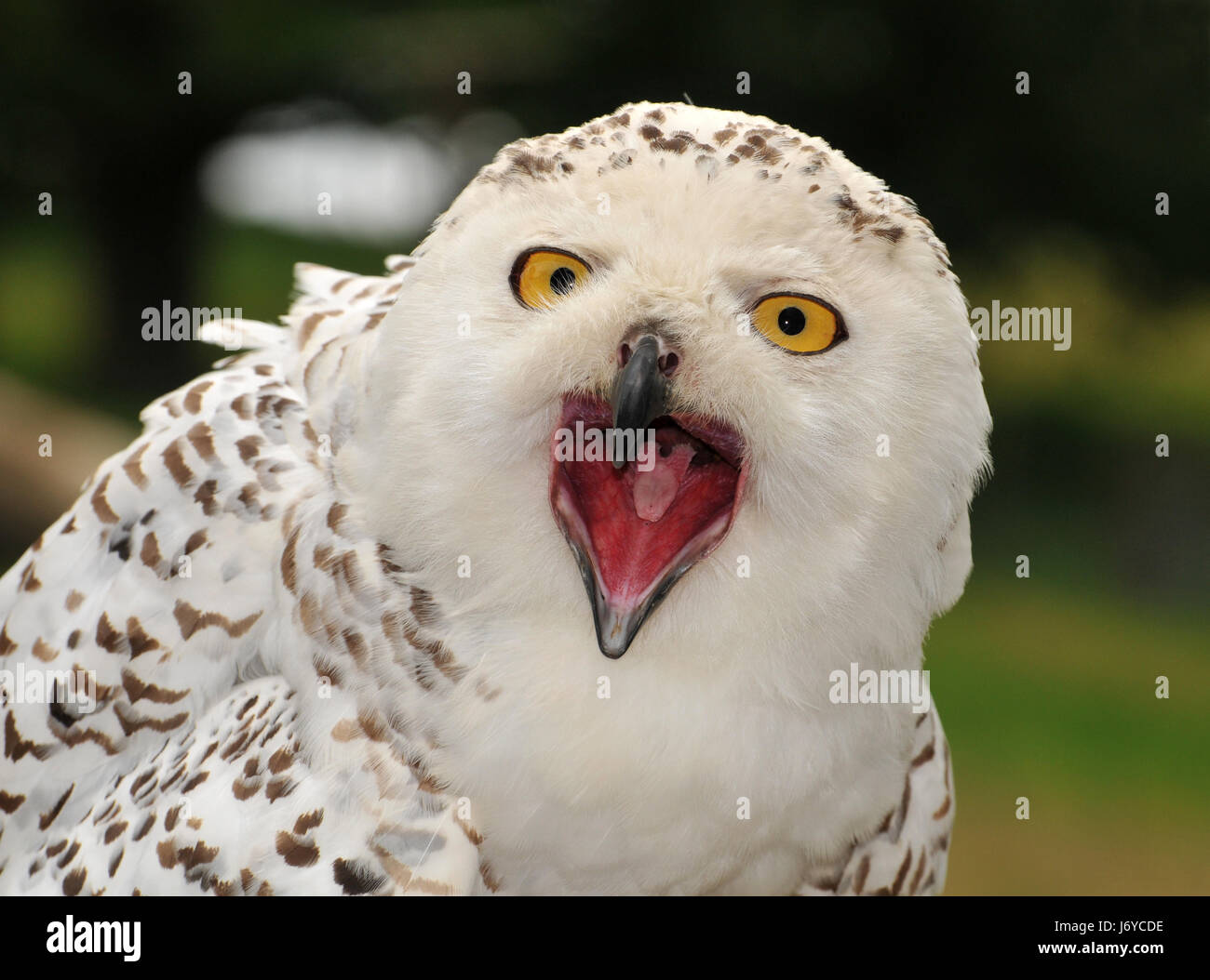 Uccelli uccelli gli occhi di gufo di becco di un becco di uccello faccia del timone verticale agli occhi degli uccelli raptor Foto Stock