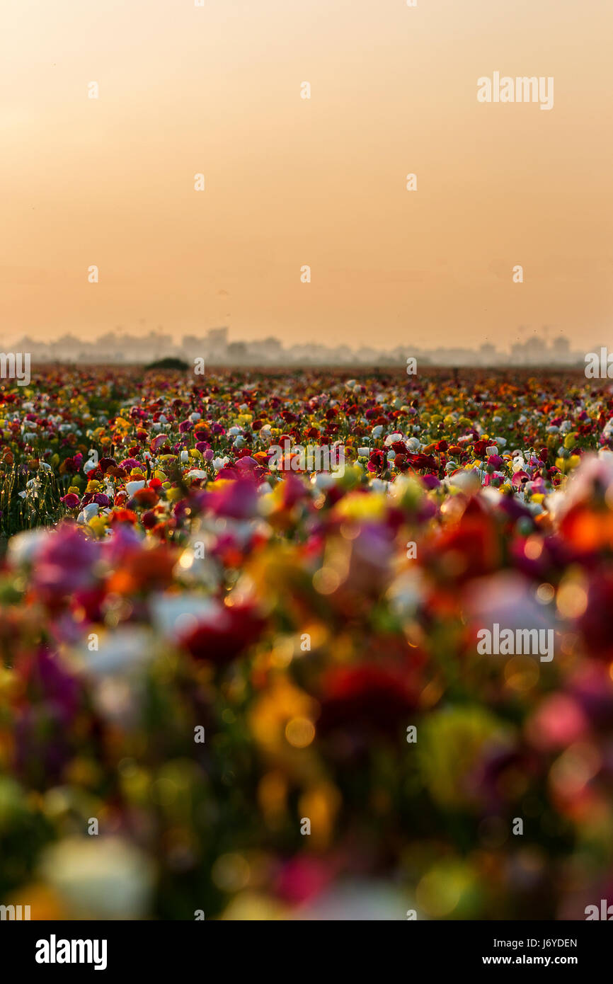 Colorato Ranunculus al tramonto Foto Stock