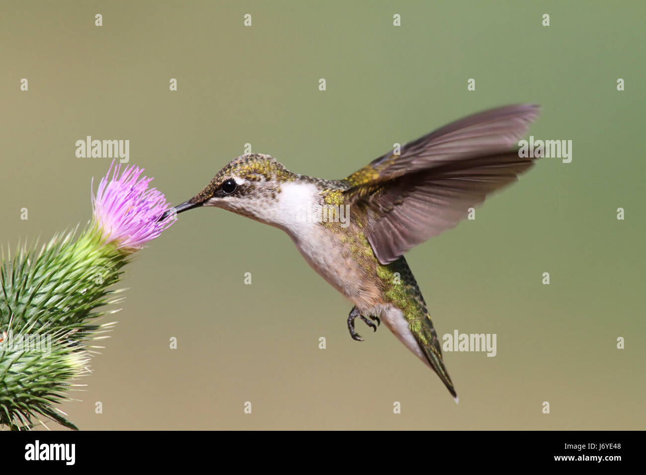 Piante e fiori uccelli selvatici selvatici thistle hummingbird animale di natura uccelli fiore Foto Stock