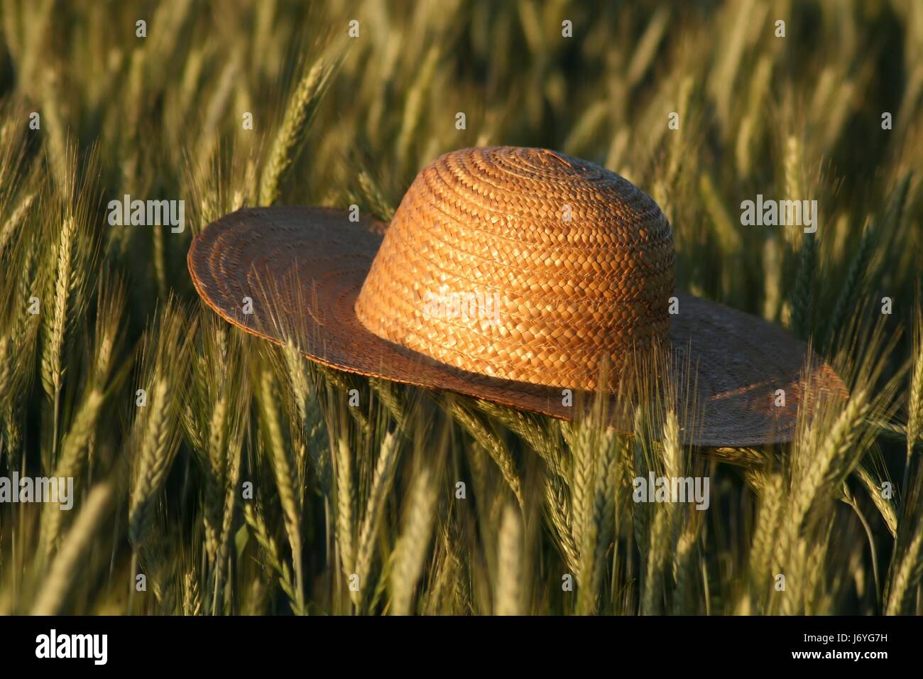 Hat chicco di mais segale di campo Campo di grano cappello di paglia di cereali cappello di campo estate summerly Foto Stock