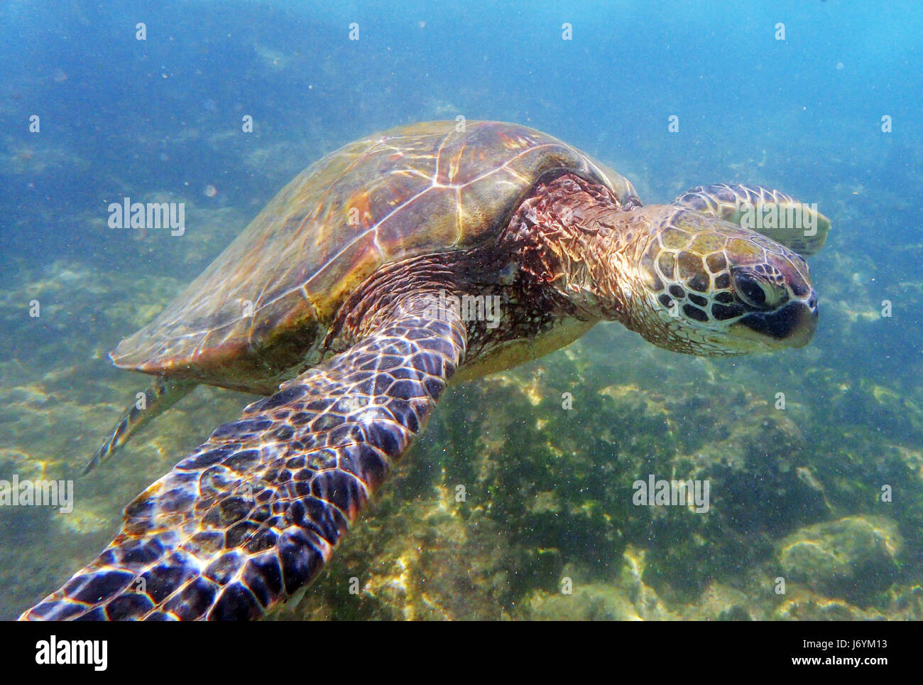 Una tartaruga verde nuoto della costa di Maui. Hawaii Foto Stock