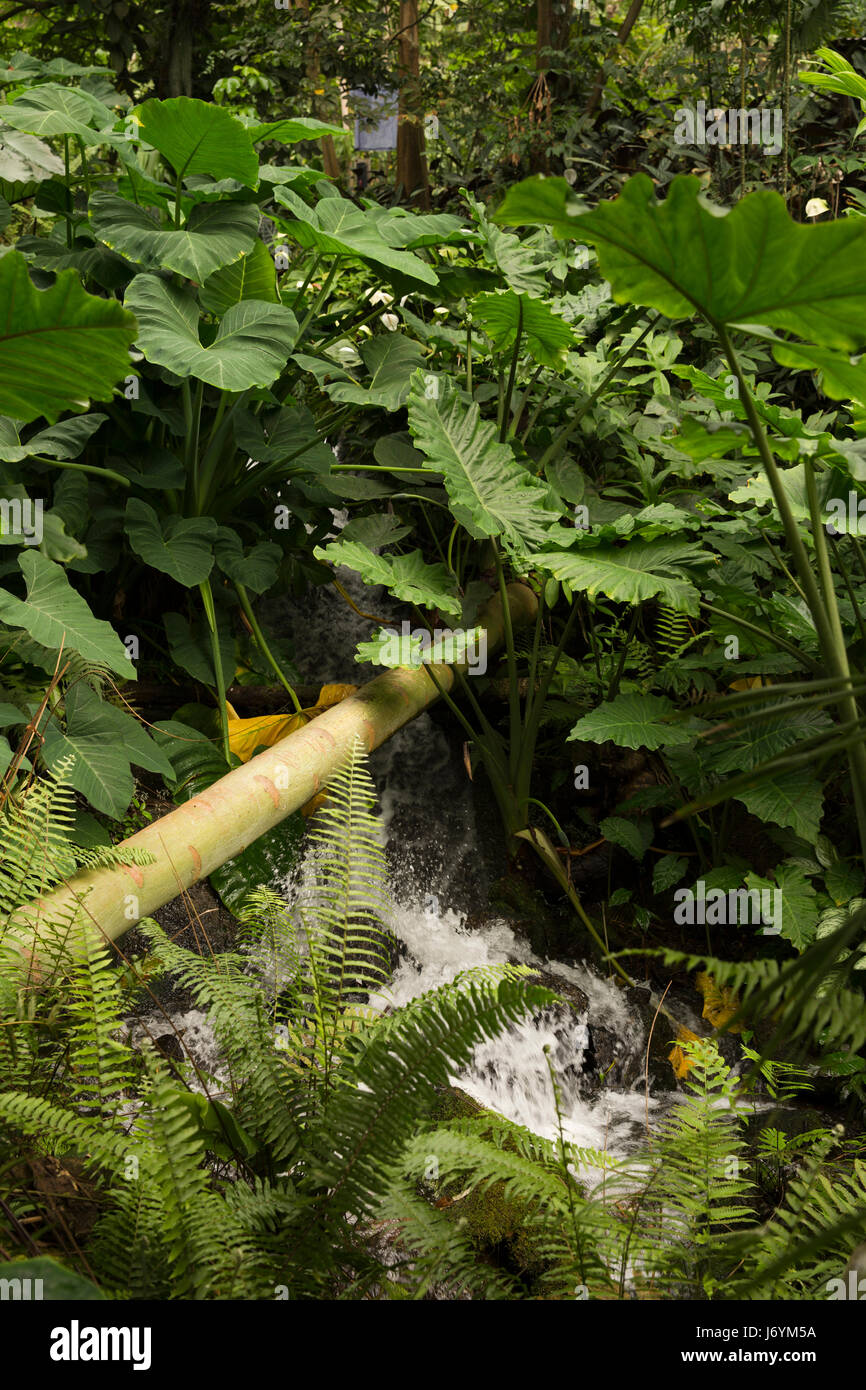 Regno Unito, Cornwall, St Austell, Bodelva, Eden Project, il Rainforest Biome, stream in esecuzione attraverso il fogliame tropicale Foto Stock