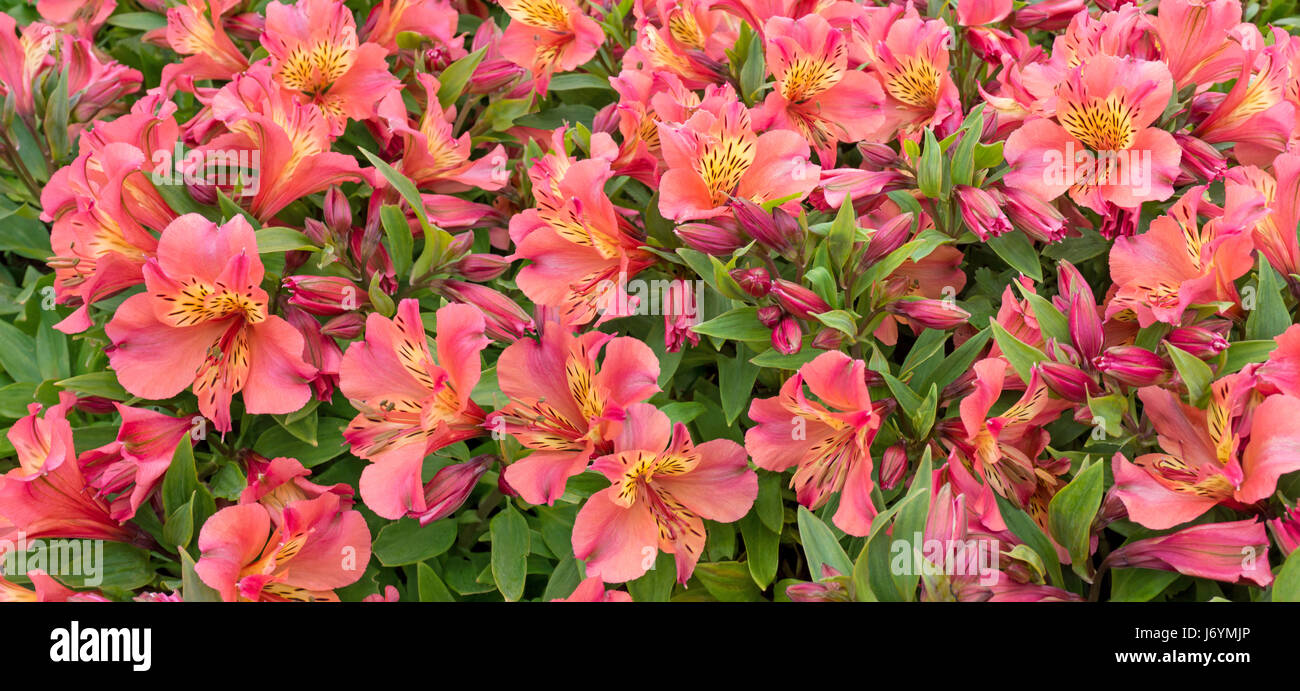 Alstroemeria rosso fiori e boccioli ampia banner orizzontale Foto Stock