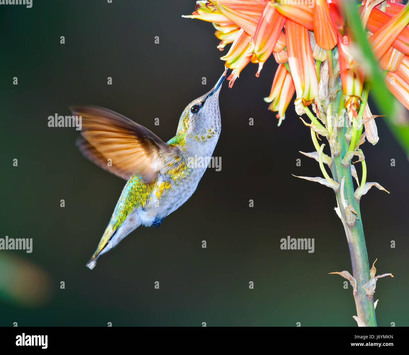 Femmina Anna Hummingbird che si nuda su Aloe flower, Arizona, Stati Uniti Foto Stock