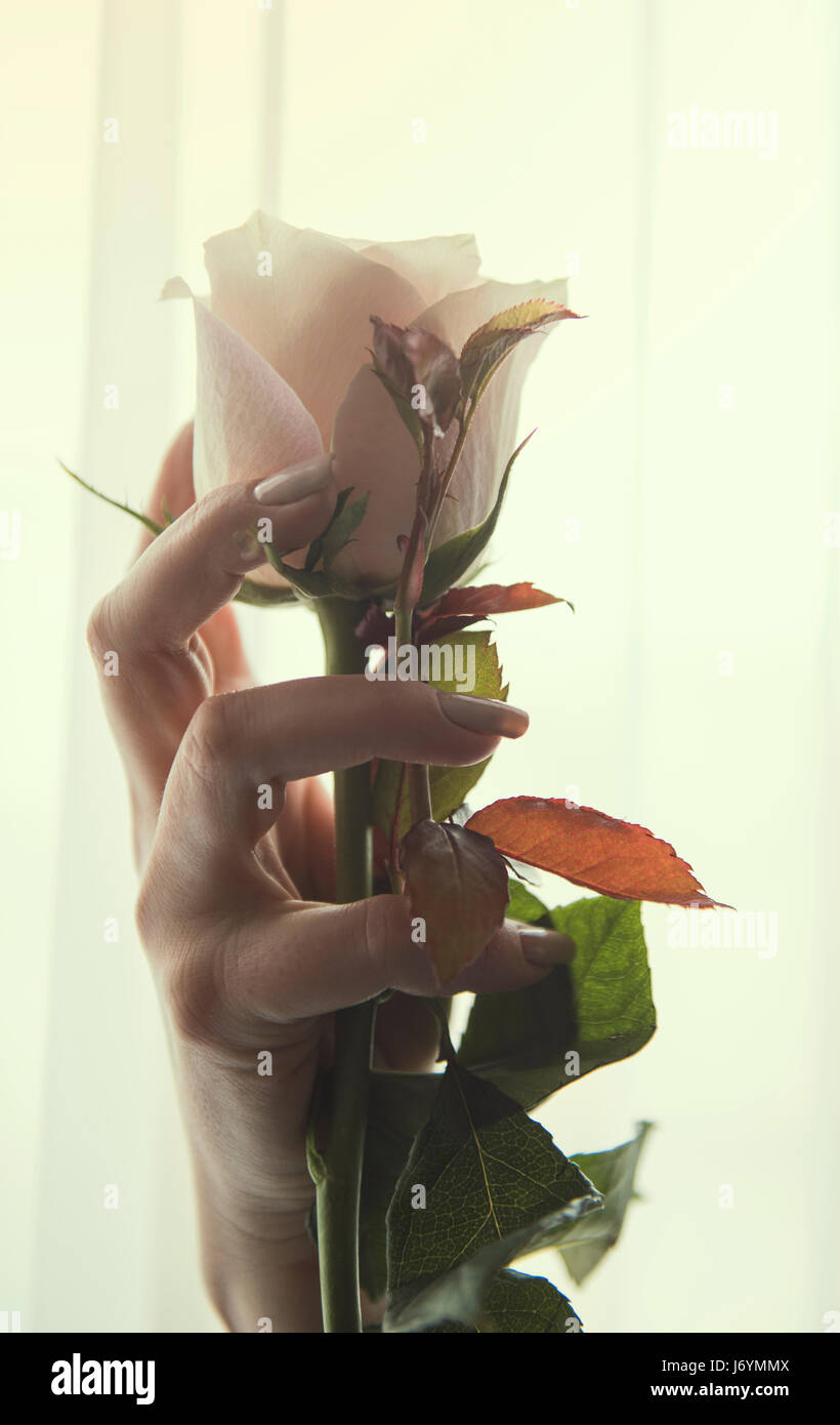 Donna di mano che tiene una rosa Foto Stock